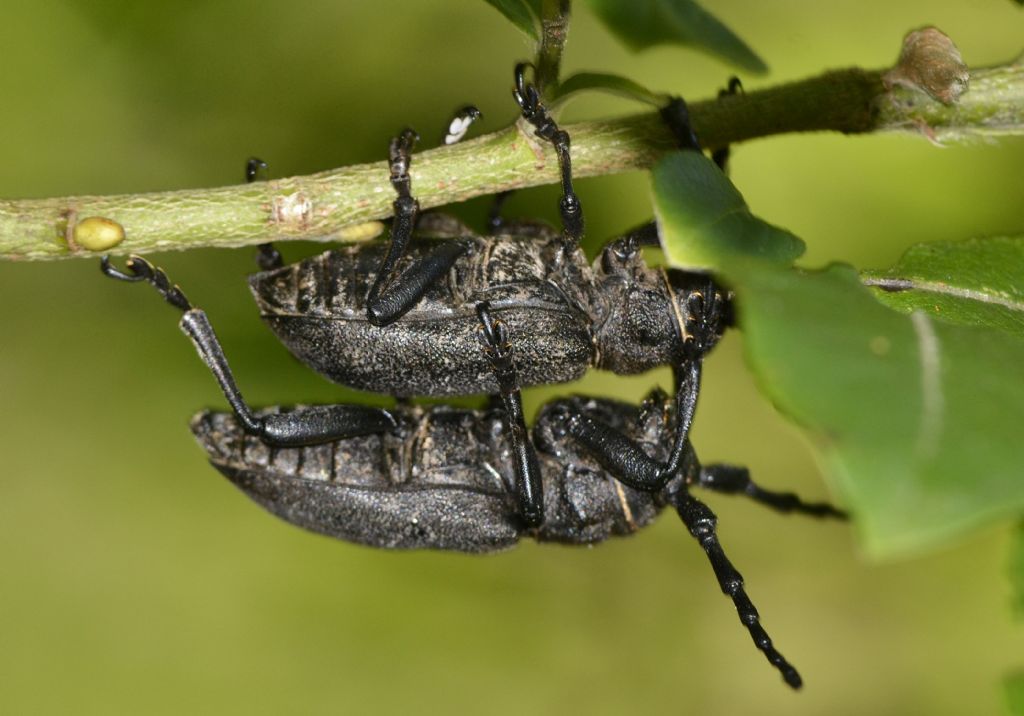 Lamia textor accoppiamento